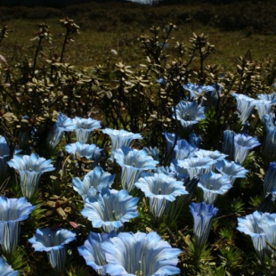 Gentiana arethusae